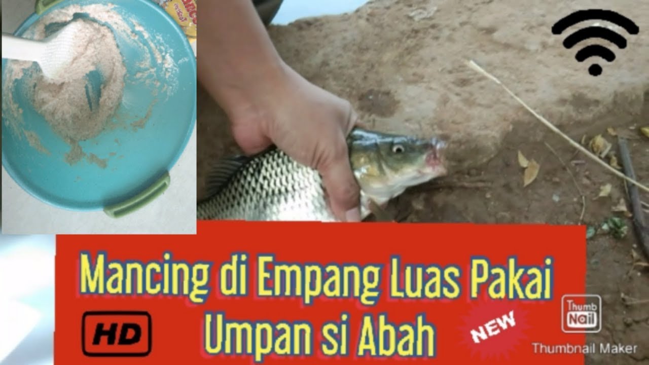 Cara Si Abah Meracik Umpan Ikan Mas||Mancing di Empang Luas