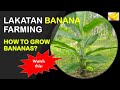 How to Grow Bananas? | Lakatan Banana Farming