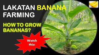 How to Grow Bananas? | Lakatan Banana Farming