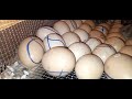 Theonlytv egg incubator waruziko nawe  wakwikorera imashiniituraga amagi incubator imashini