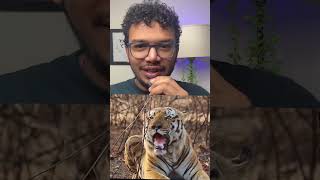 D1 vs Poojari | Tiger Fight | Madhya Pradesh #tigerfight #d1 #tigers #fighting #wildlife