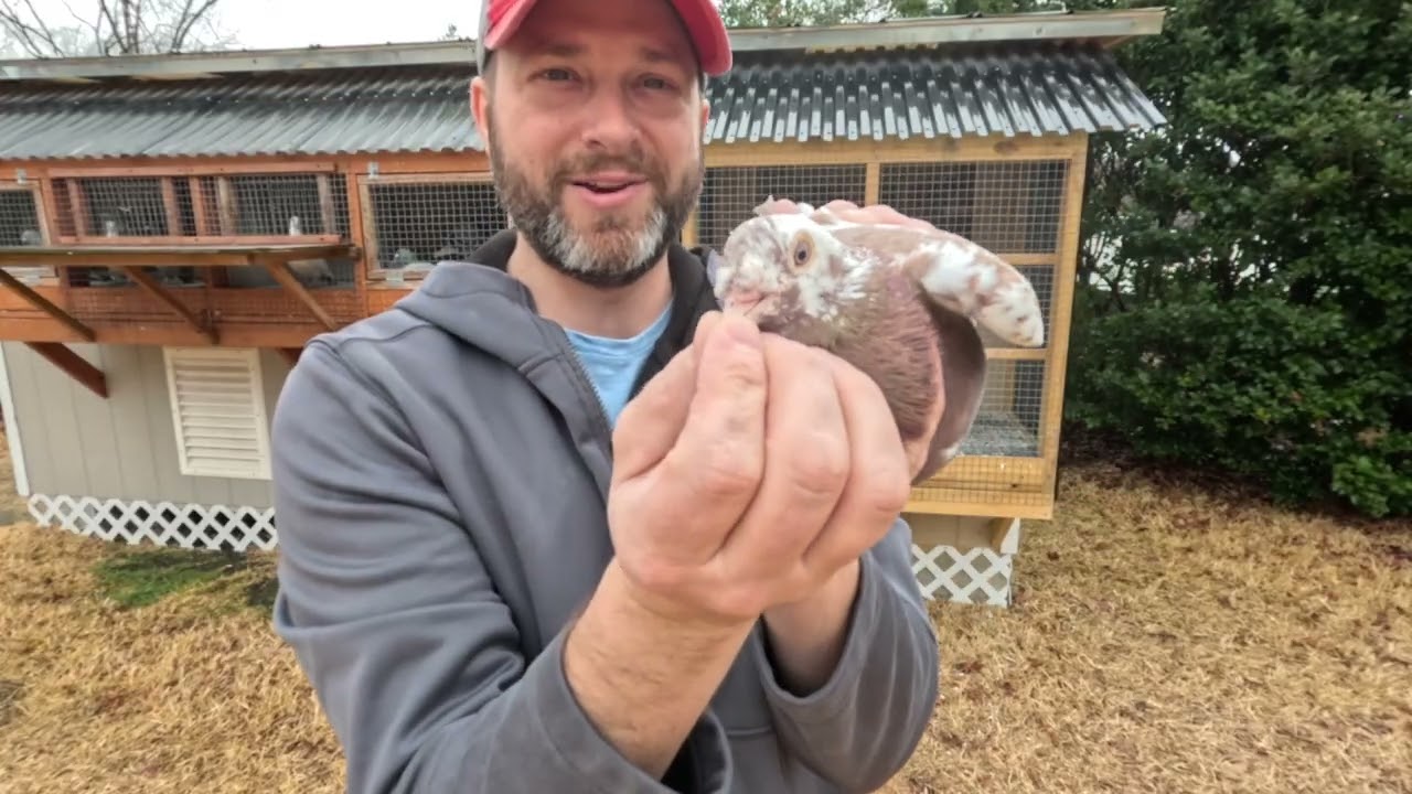 5 Recessive Red Meulemans FOR SALE!!