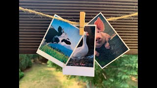 Odgłosy zwierząt wiejskich screenshot 4