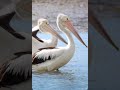 There are so many elegant, magnificent and stunning #birds in the #CityofLogan. 🦜🥰 #nature #wildlife