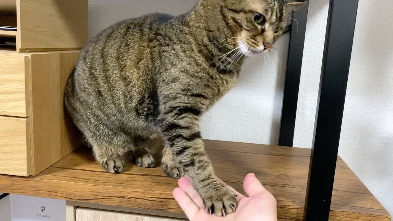 The ferocious cat learned to shake hands. - YouTube