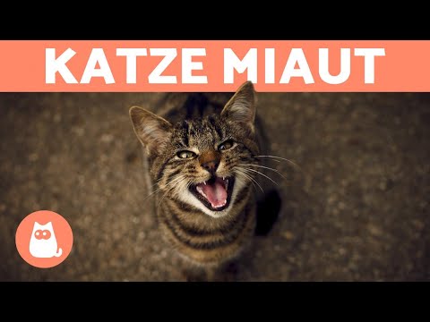 Deine Katze miaut, wenn sie dich sieht? - 7 GRÜNDE