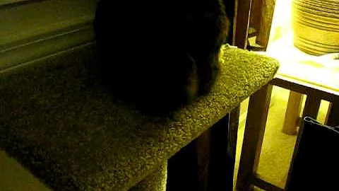 Watch the video about My Manx Bobtail cat wagging its tail