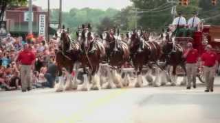 The World Famous Budweiser Clydesdales  ErikOlsenPictures.com