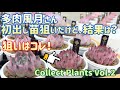 風月さん初出し苗狙い❗️その結果は❓Collect Plants Vol.2 【多肉植物】