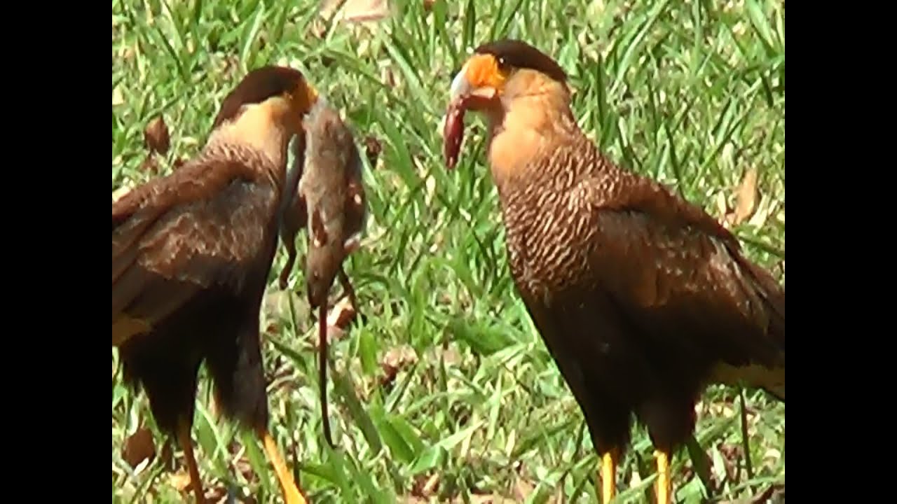 Existe Algum Ritual De Acasalamento Do Pavão