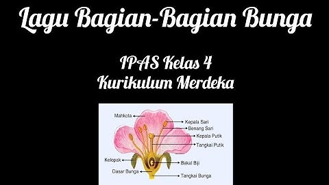 Lagu Bagian-Bagian Bunga | IPAS Kelas 4 Kurikulum Merdeka