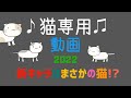 猫専用動画 2022 cat game for cat. 新キャラはまさかの猫!?編 効果音あり