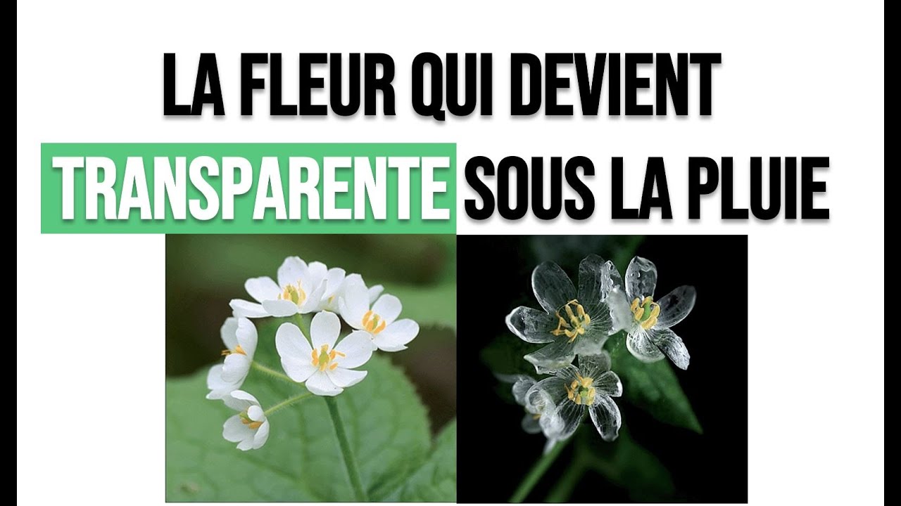 La fleur qui devient transparente sous la pluie : Diphylleia grayi