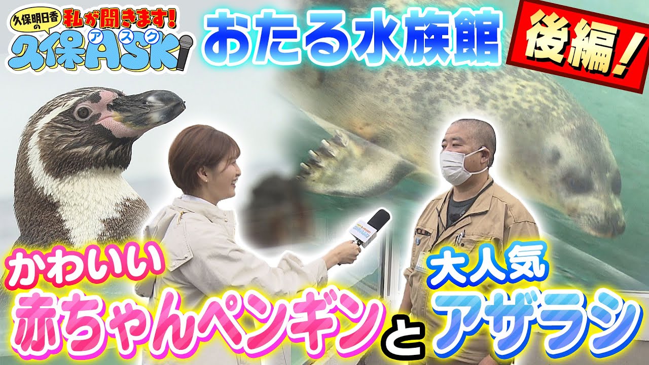 【久保ASK】おたる水族館編②　アザラシのミゾレ＆ペンギンの魅力を聞く！