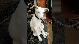 dog scico comedy