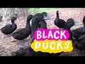 Black ducks