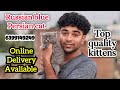 😍Russian blue colour Persian cat • triple coat baby • Doll face • home delivery available 