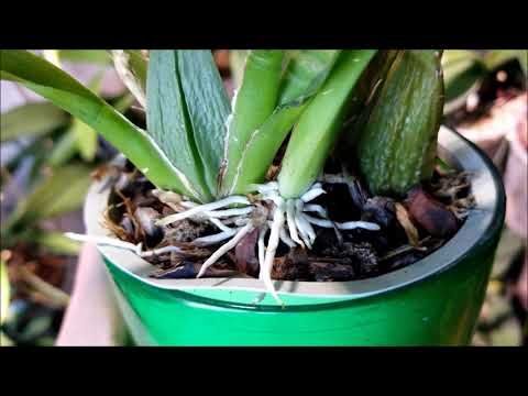 ორქიდეომანია # სასუქების, სტიმულატოებისა და ა.შ. გამოყენების ზოგადი რეკომენდაციები