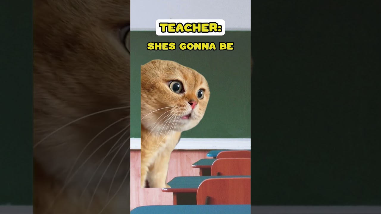 Попадание в неприятности 🥹 (Кошачьи мемы🐈) @marrkadams89 