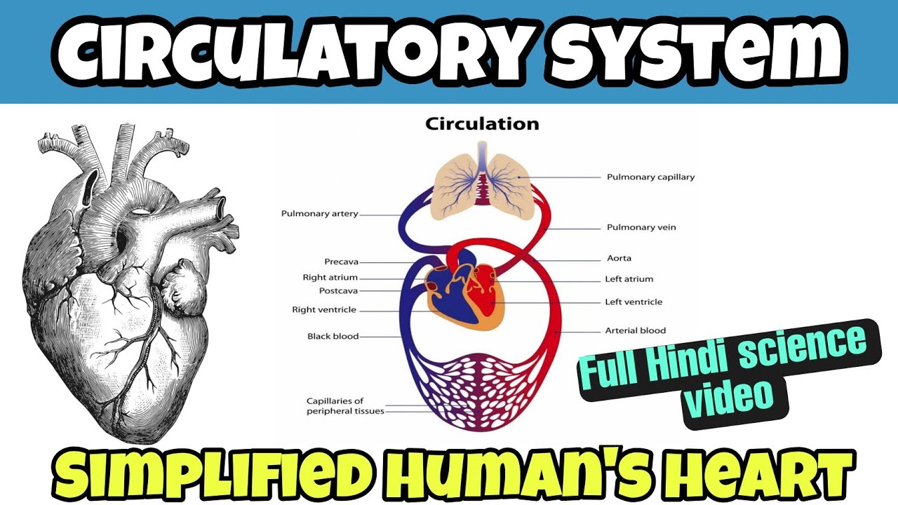 Heart and Circulatory system- How they works|| circulatory system - YouTube