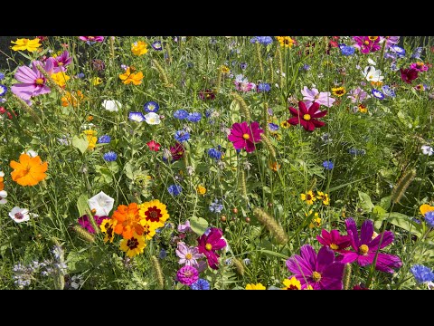Video: Et-årige blomster: navne, plantning, dyrkning