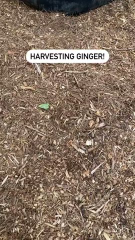 Harvesting ginger for the first time