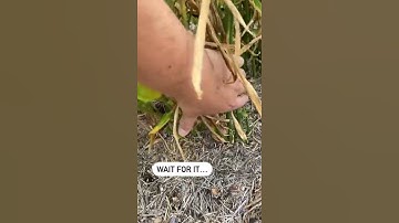 Harvesting ginger for the first time