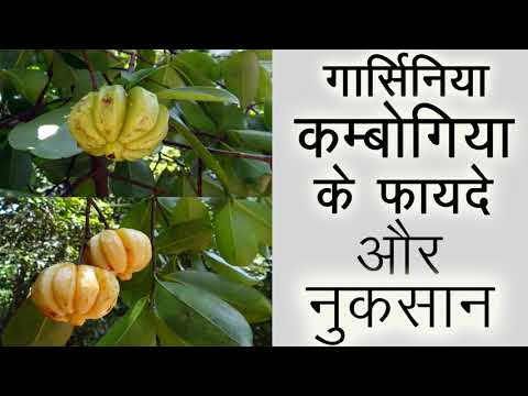 गार्सिनिया कम्बोगिया के फायदे और नुकसान - garcinia cambogia benefits and side effects in hindi