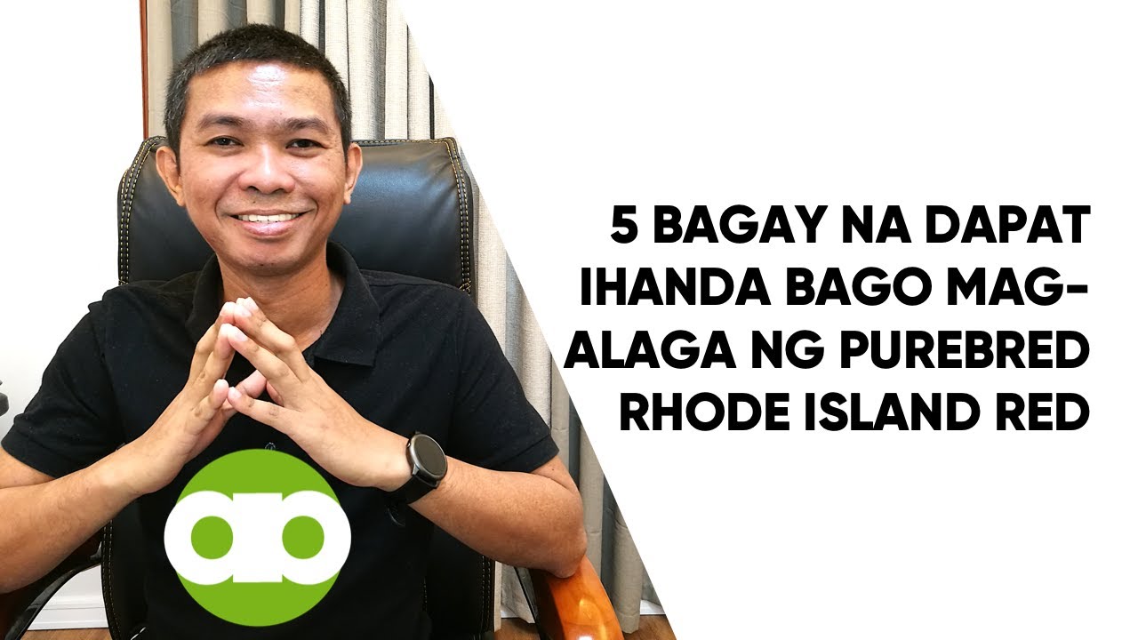 5 Bagay na Dapat Ihanda Bago Mag-alaga ng Purebred Rhode Island Red