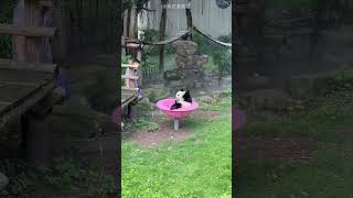 |Panda Got| |Special Surprise!|
