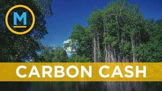 How blue carbon could save the world | Your Morning