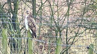 Filmpje 5 van een blonde buizerd in het Turnhouts Vennen gebied. Dinsdag 25 /02 /2025. #andrenuyens