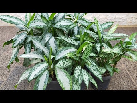 طريقه زراعه واكثار نبات الا جلونيما في المنزل بكل سهوله Cultivation and multiplication of agilonema