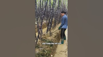 Hou do Chinese farmers grow sugarcane?#fyp #fypシ #tiktok