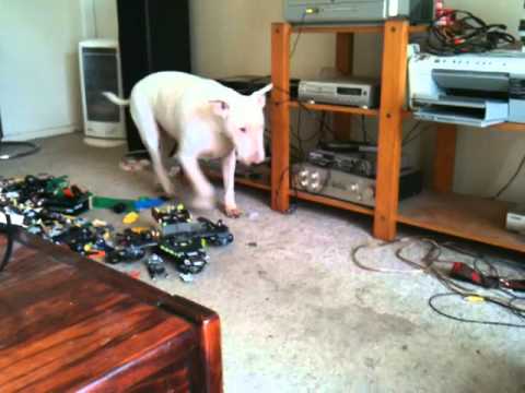 english bull terrier lego