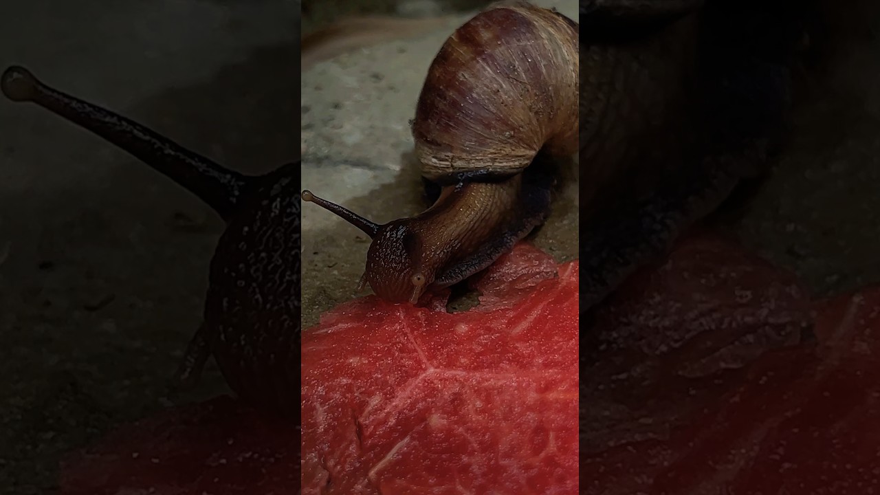 😱Snail Eating Watermelon 🍉 funniest animals fruit watermelon shorts