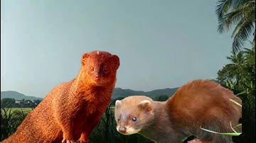 Tiếng Chồn Đèn chuẩn không tạp âm dành cho anh em