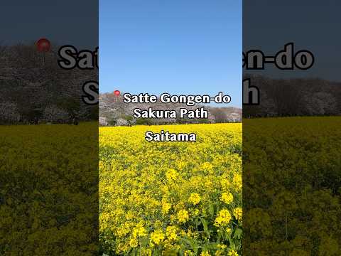 🌼🌸 Satte Gongen-do Cherry Blossom Path (幸手権現堂桜堤 – 埼玉)