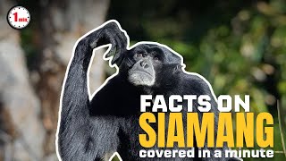 Balloon Like Neck Siamangs! | Siamangs in 1 Minute | AnimalSnapz by Animal Snapz 170 views 8 months ago 1 minute, 33 seconds