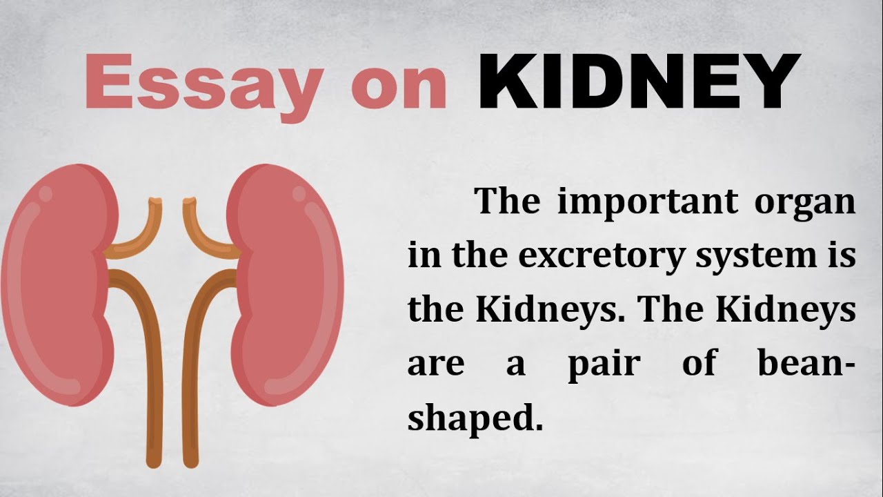 write essay about kidney