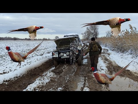 ТРУДОВАЯ ОХОТА НА ФАЗАНА. ЗАКОПАЛИ МАШИНУ. Закрытие охоты на фазана в 2023 году! Охота в Казахстане