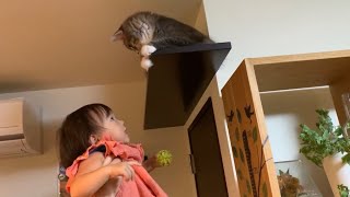 猫用通路から足を踏み外して落ちそうになるドジな猫　ノルウェージャンフォレストキャット　A cat about to fall out of the aisle