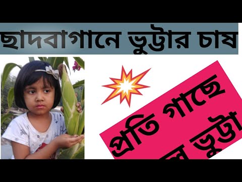 ভিডিও: আপনি কিভাবে একটি ক্ষেত চাষ করবেন?