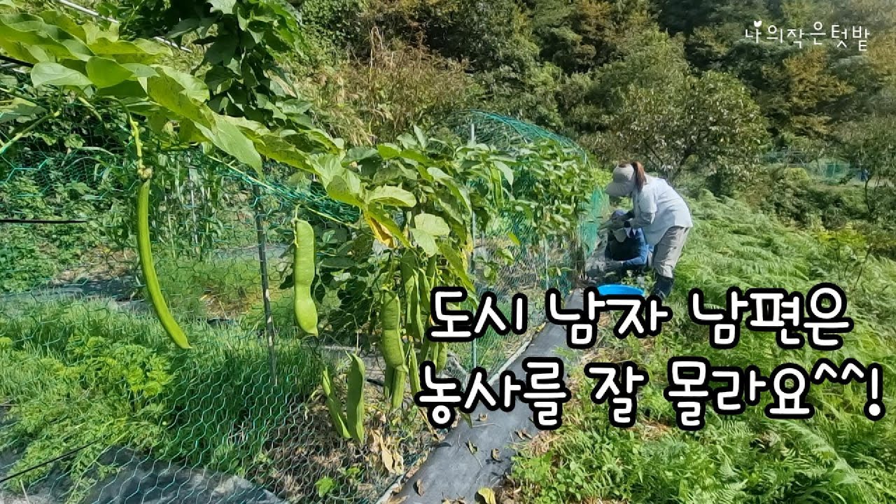 도시에서 자란 남편은 농사를 잘 모른답니다.