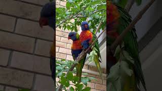 I love this rainbow lorikeets colour.🥰❤️#wildanimals #birds #nature #landscape #parrot  #lorikeet