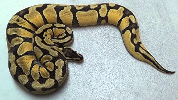 Part II of Holdback video