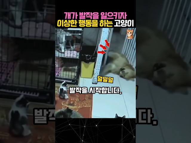 개가 쓰러져 발작을 일으키자 이상한 행동을 하는 고양이 #개 #고양이 #dog
