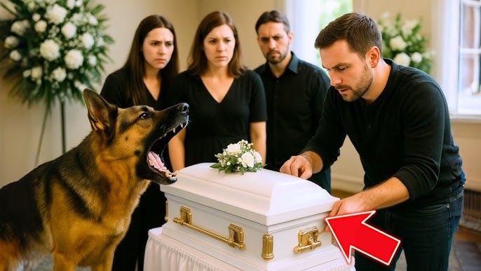 GERMAN SHEPHERD WOULDN'T STOP BARKING AT THE BABY'S FUNERAL… WHEN THEY  OPENED THE CASKET, THEY ... - YouTube