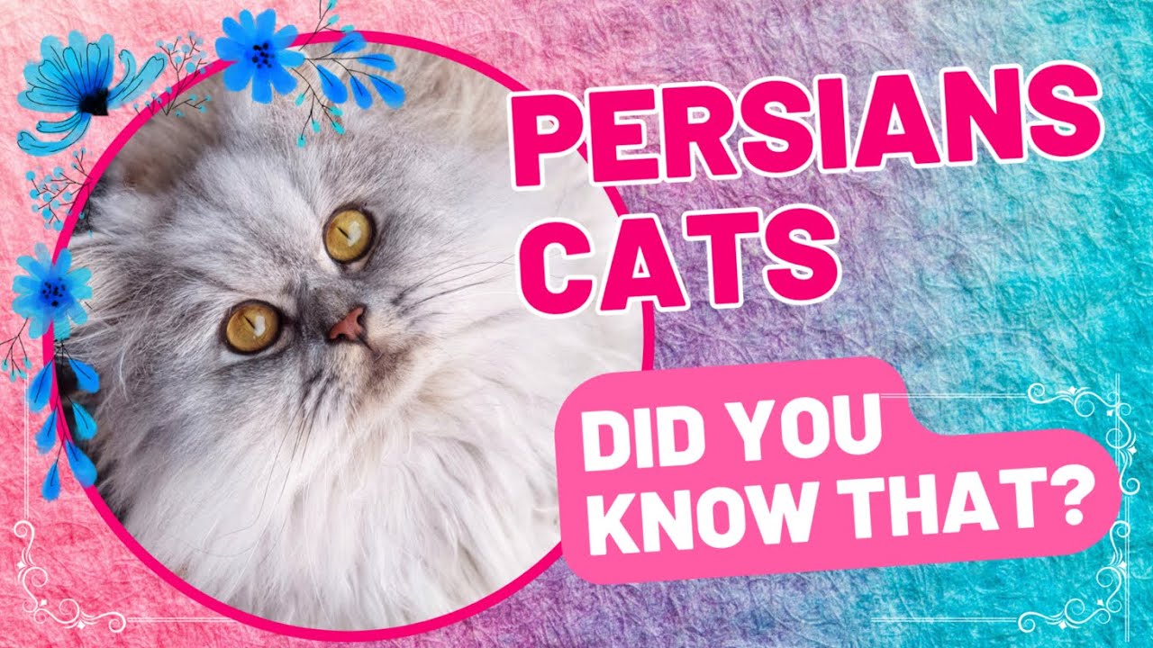 PERSIANS CATS. DID YOU KNOW THAT? YouTube PERSIANS CATS. DID YOU KNOW THAT? YouTube