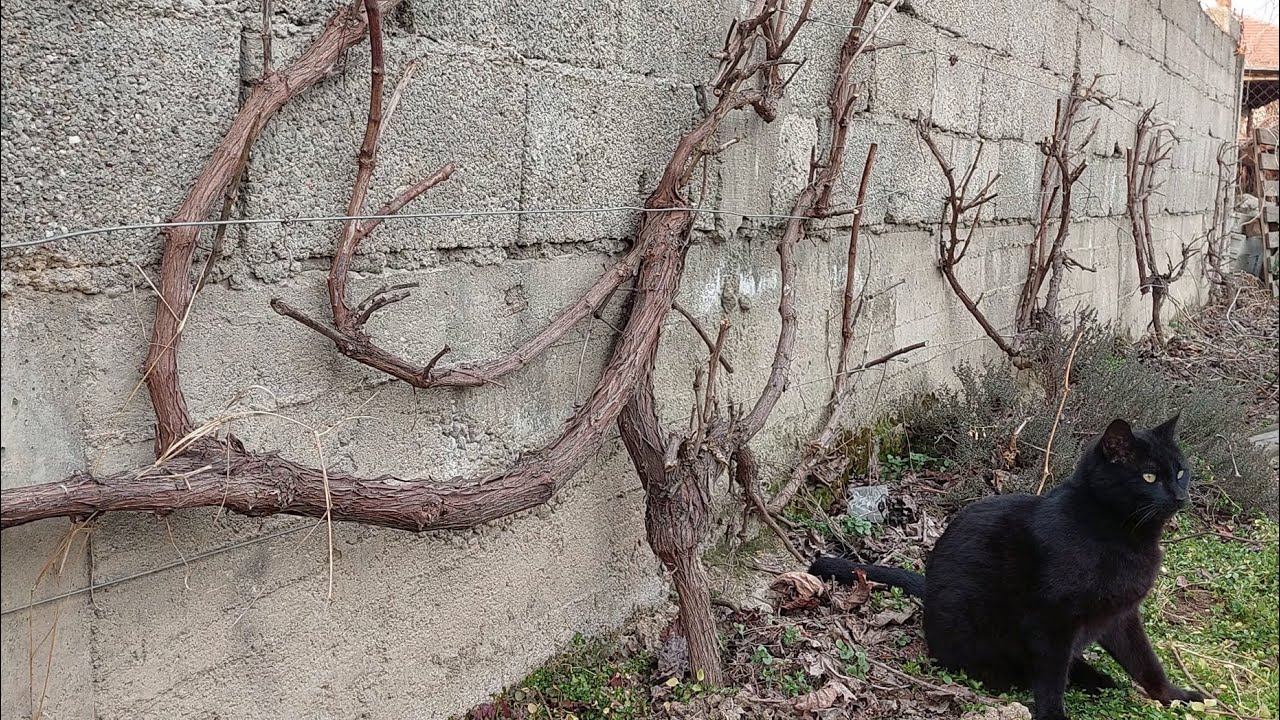 The Secret Of Pruning  Grape Vines